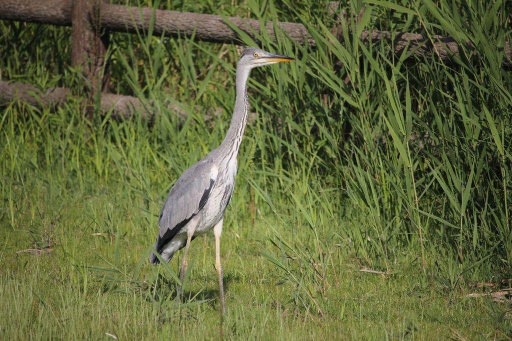 アオサギ日記 一応巣立ち 治水緑地の野鳥日記 アオサギ日記 一応巣立ち 治水緑地の野鳥日記