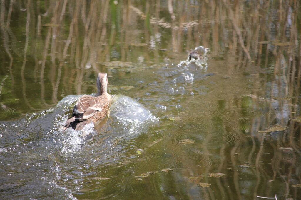 マガモ対カルガモ 治水緑地の野鳥日記