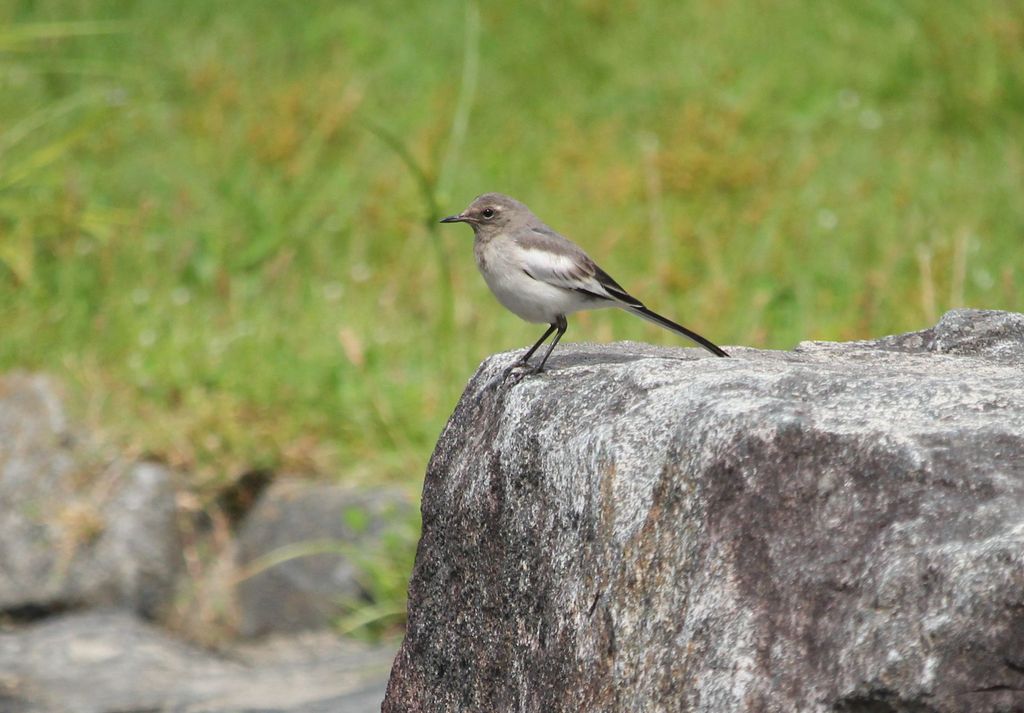セグロセキレイ幼鳥 治水緑地の野鳥日記