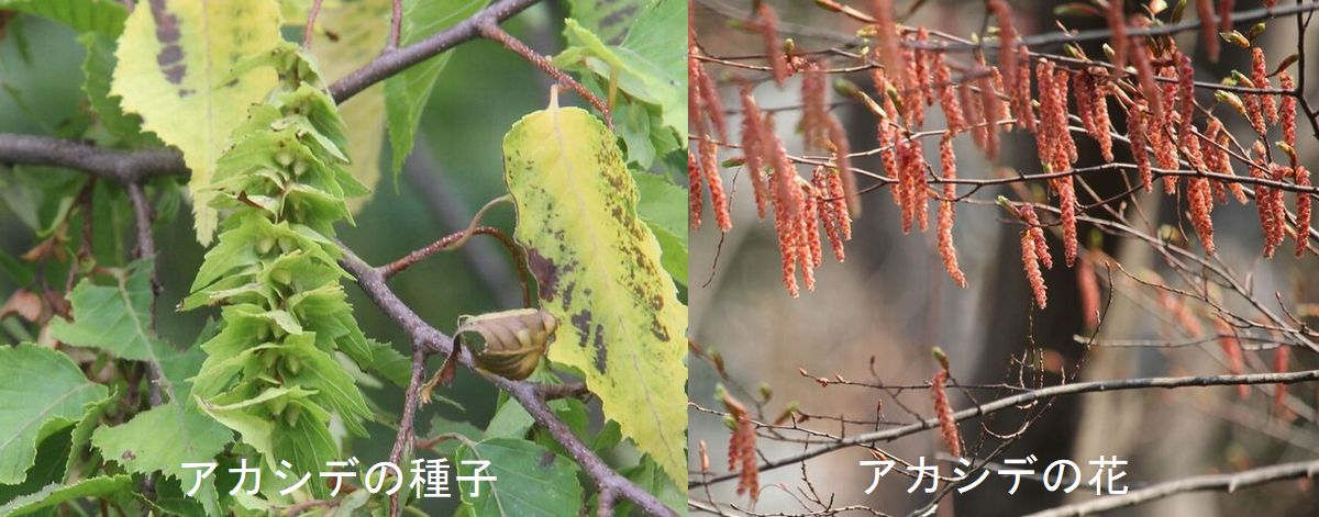 アカシデの実が食べ頃 : 治水緑地の野鳥日記