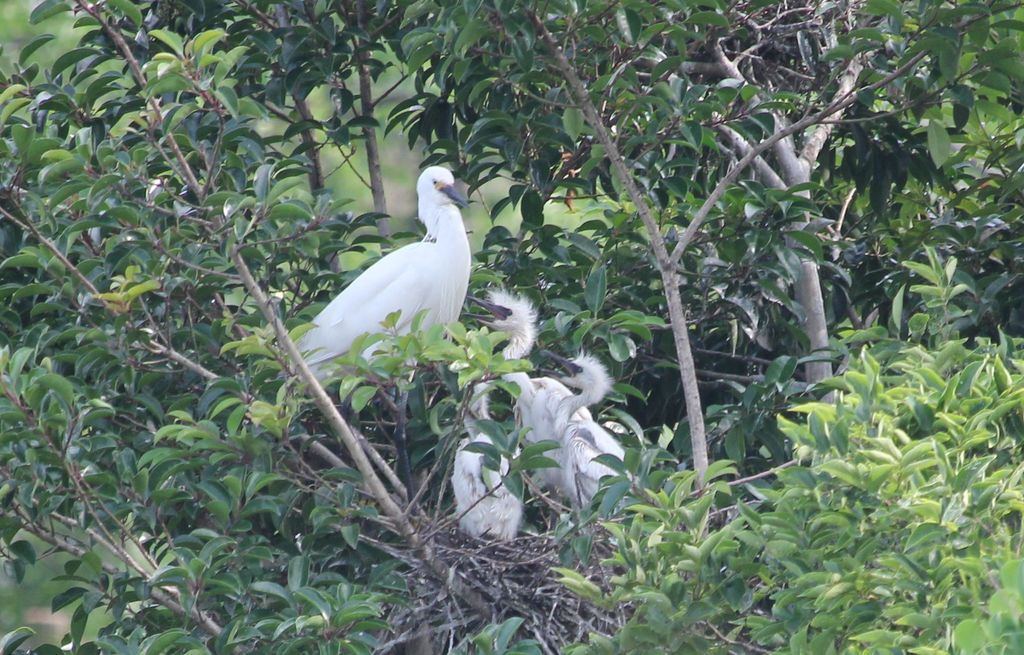アオサギ日記 小鷺雛は３羽だった 治水緑地の野鳥日記