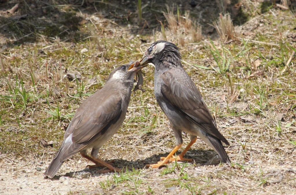 ムクドリの採餌訓練 治水緑地の野鳥日記 ムクドリの採餌訓練 治水緑地の野鳥日記