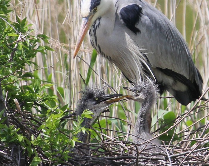 青鷺の雛 : 治水緑地の野鳥日記