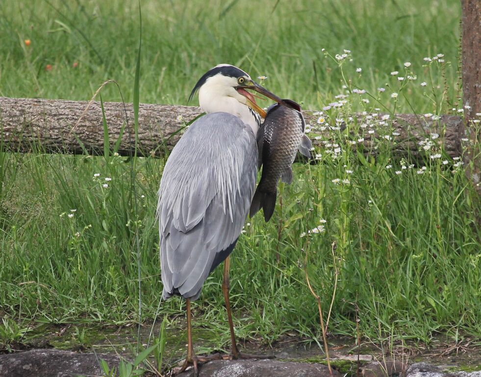 青鷺の獲物 治水緑地の野鳥日記 青鷺の獲物 治水緑地の野鳥日記