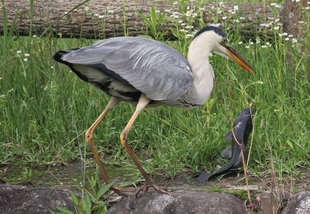 青鷺の獲物 治水緑地の野鳥日記 青鷺の獲物 治水緑地の野鳥日記
