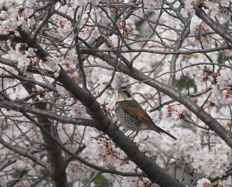 桜花が散る訳 治水緑地の野鳥日記