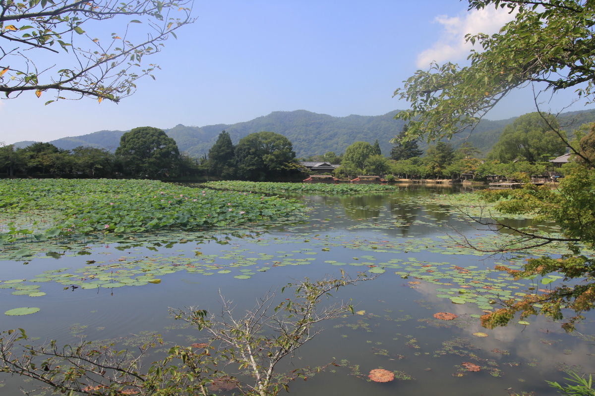 大覚寺の参道①象鼻杯（右京区・嵯峨大沢町） : エナガ先生の講義メモ
