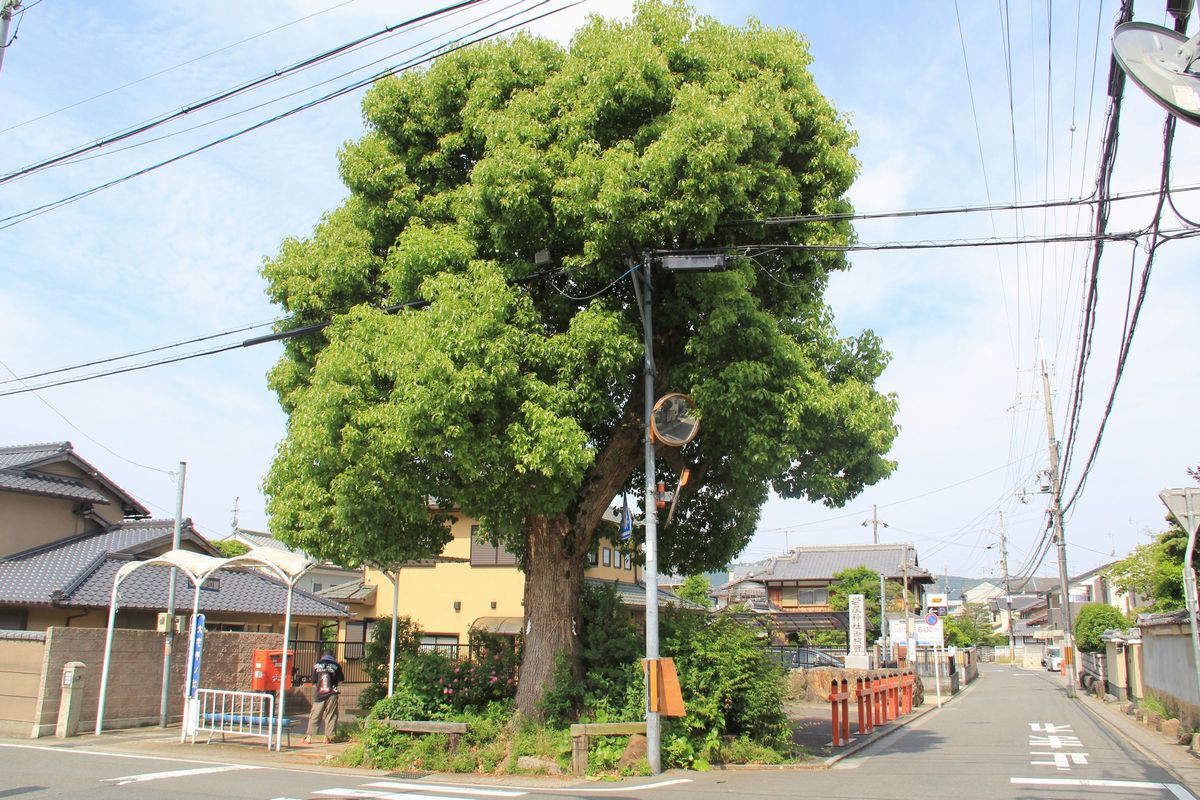 エナガ先生の講義メモ
