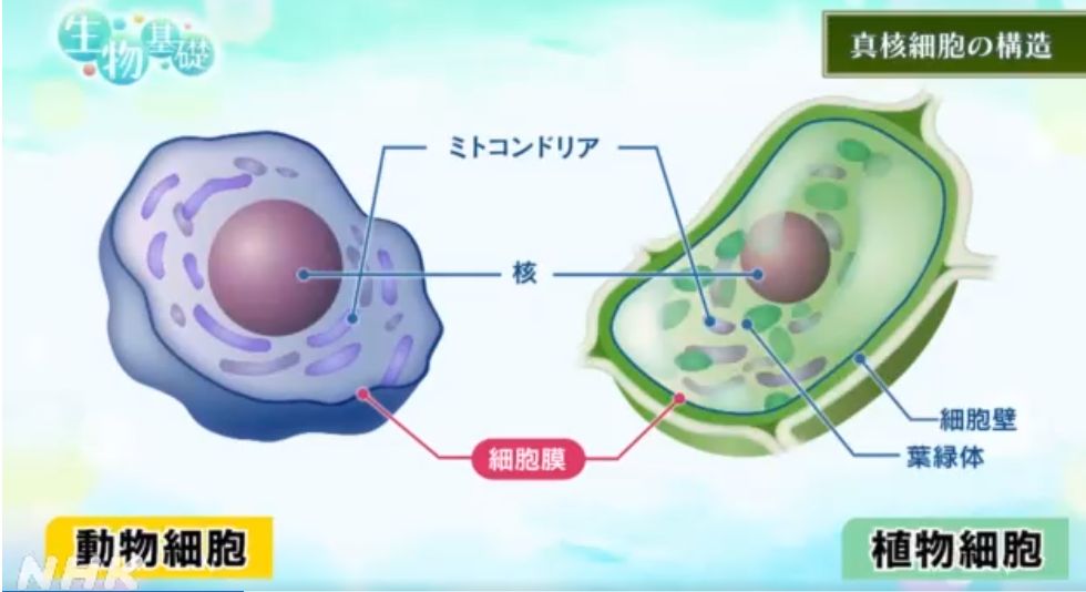 エナガ先生の講義メモ : 細胞概容