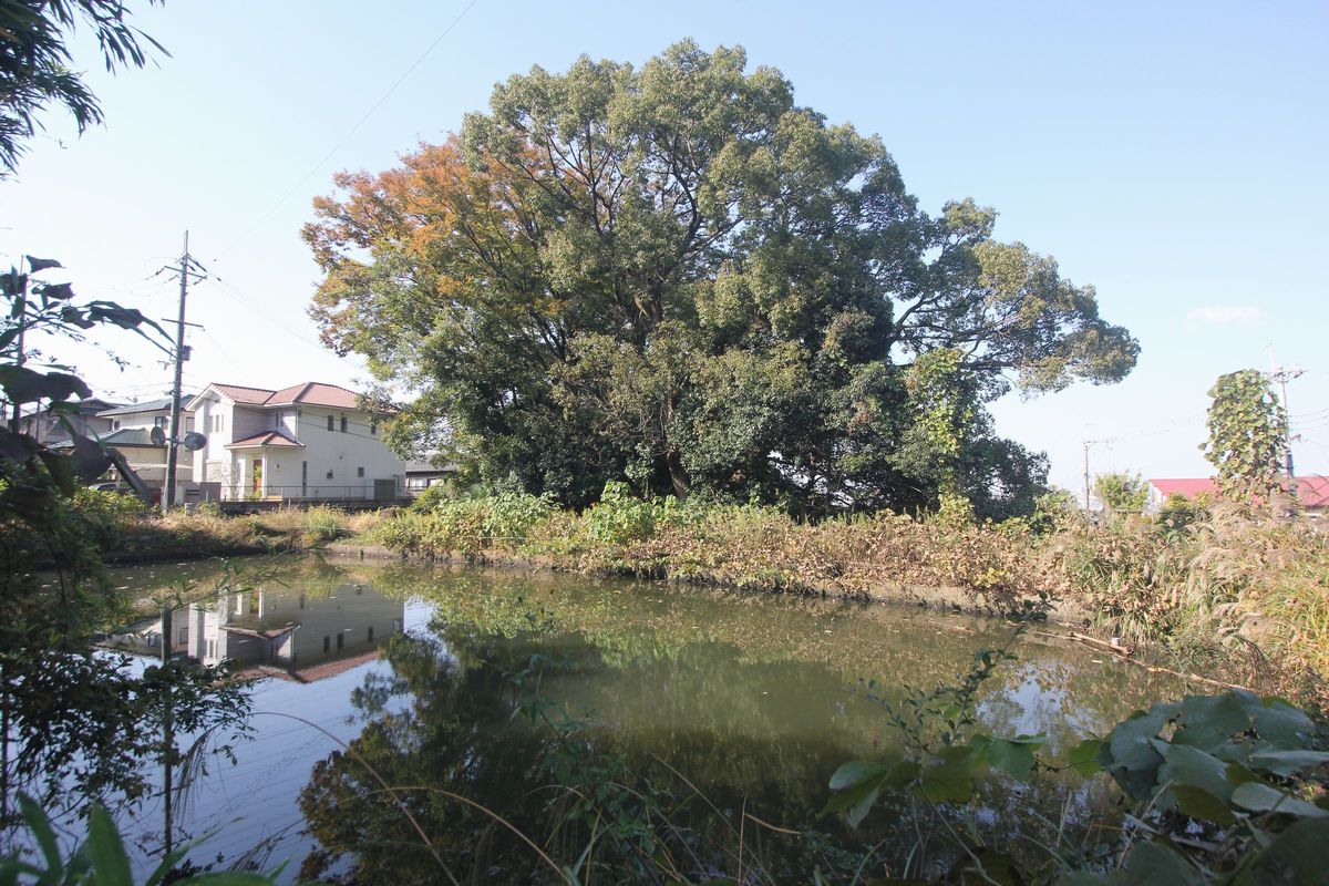 佐麻多度神社の参道 守園神神社 八尾市 服部川 エナガ先生の講義メモ