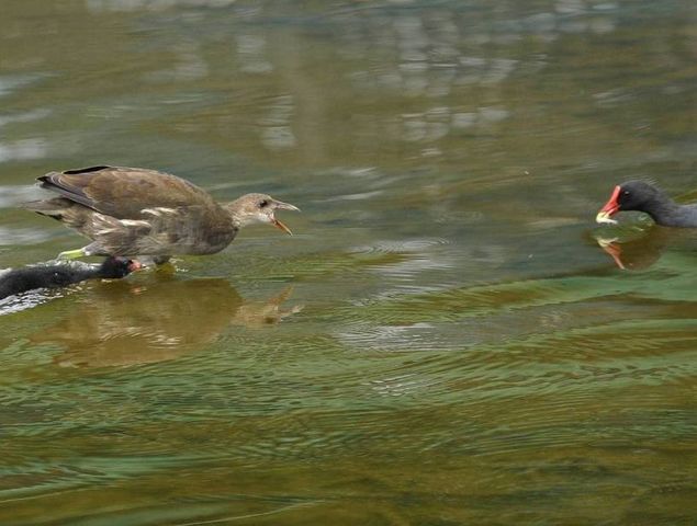 バンの子育て２ 野鳥の生活