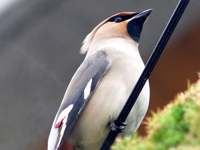 黄連雀の赤い羽根 野鳥の生活