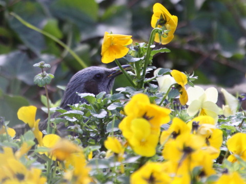 花びらを食べるヒヨドリ 野鳥の生活