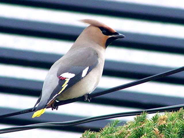 黄連雀の赤い羽根 野鳥の生活