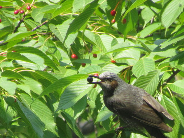 花びらを食べるヒヨドリ 野鳥の生活 花びらを食べるヒヨドリ 野鳥の生活