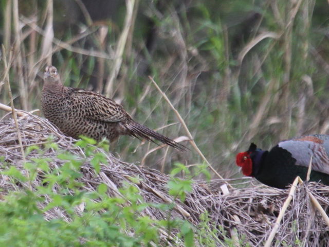 野鳥の生活 : キジの交尾