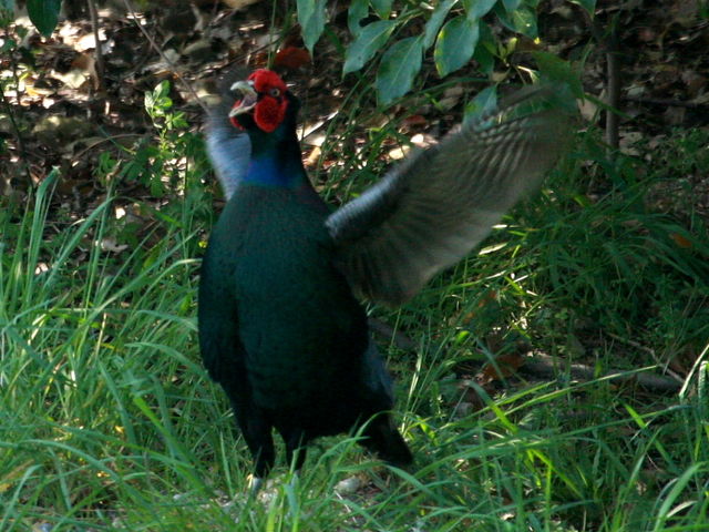 キジの交尾 野鳥の生活 キジの交尾 野鳥の生活