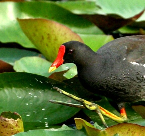 バンの大足 野鳥の生活