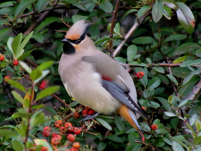 黄連雀の赤い羽根 野鳥の生活
