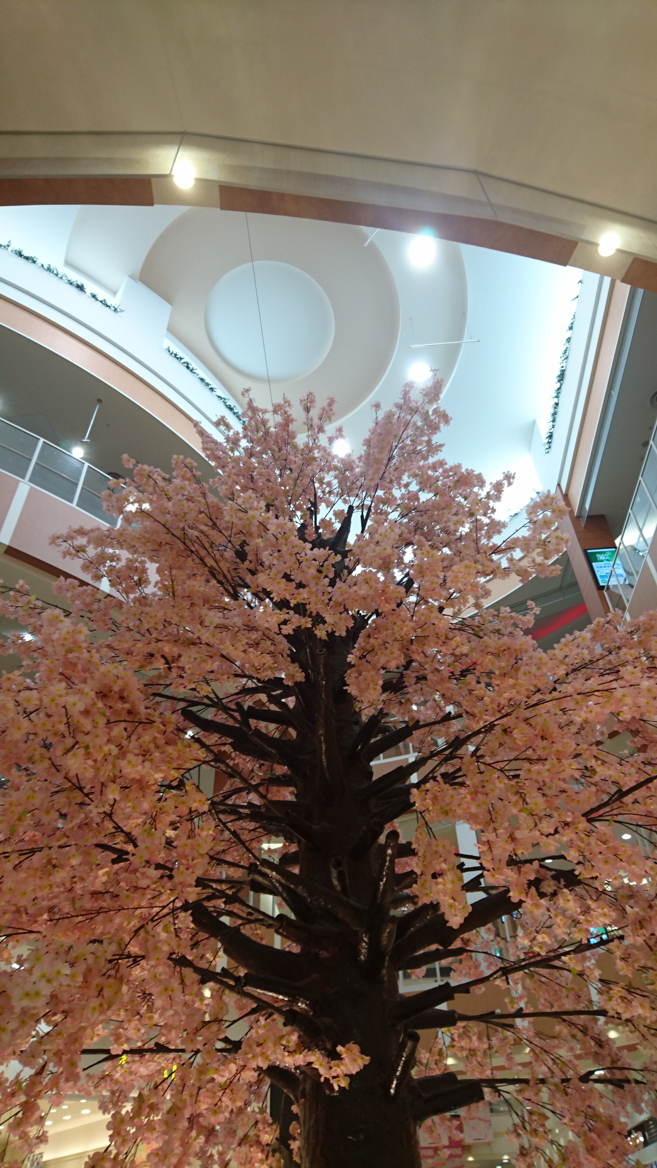 イオンモール札幌発寒 イオン札幌発寒店 イオン札幌発寒ショッピングセンター ジャスコ札幌発寒店 訪問記