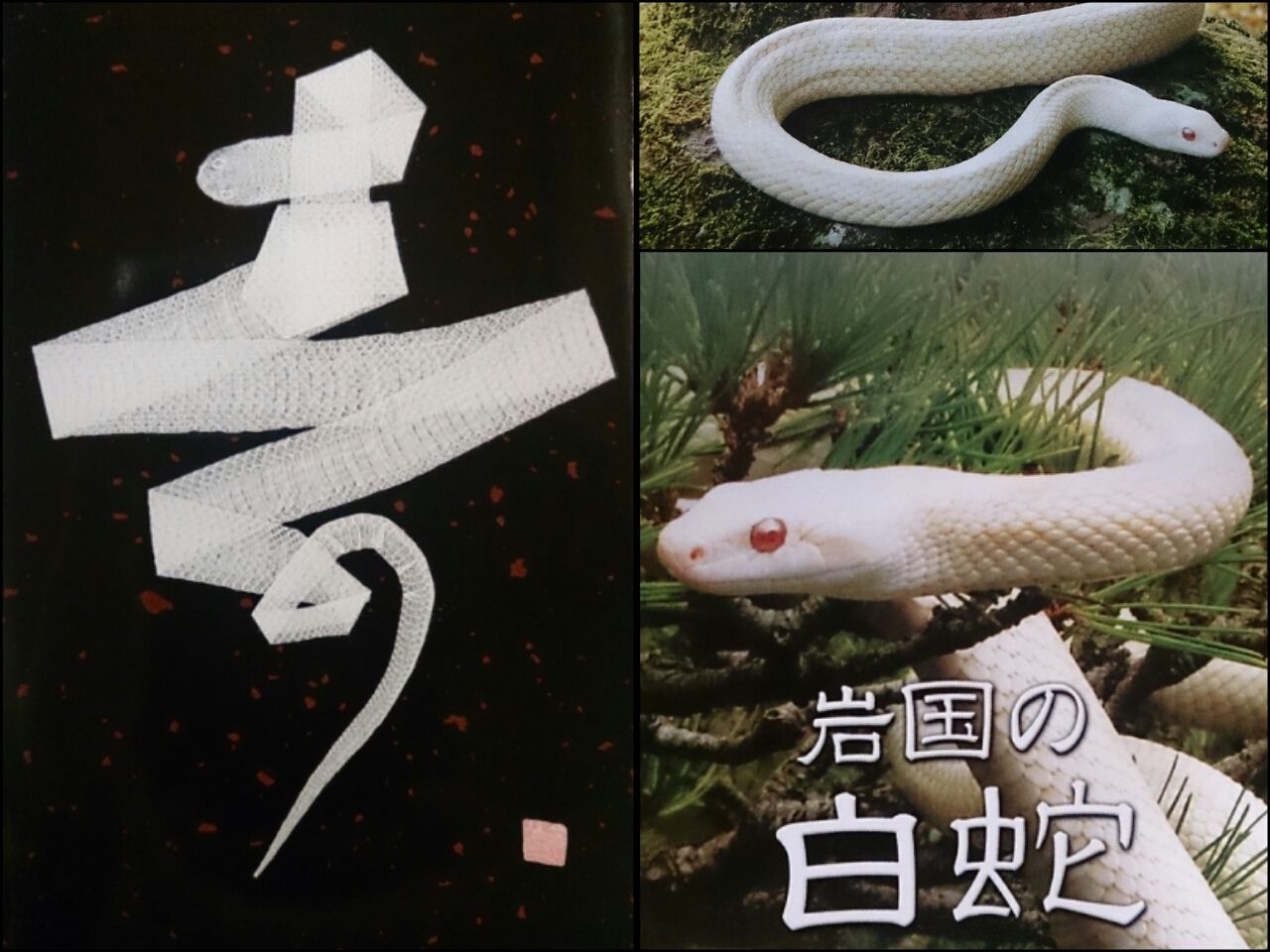 白蛇様 順太のブログ 白蛇様 順太のブログ