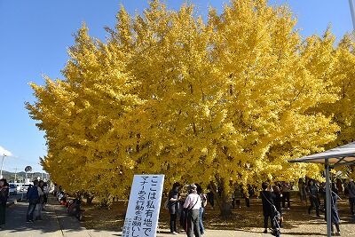 広川町 太原のイチョウ My Dining おうちごはん 久留米料理教室 広川町 太原のイチョウ My Dining おうちごはん 久留米料理教室