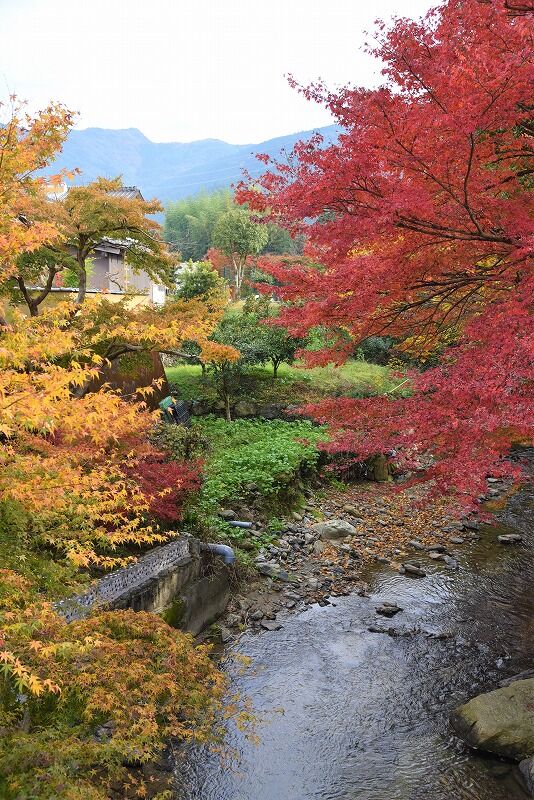 秋月城跡の紅葉 My Dining おうちごはん 久留米料理教室