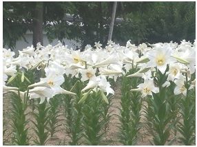 池田市　池田城跡公園　テッポウユリ