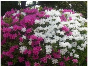 池田市 茶臼山公園3