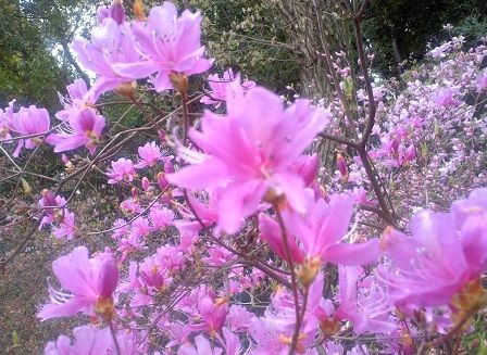 宮山つつじ園 (3)