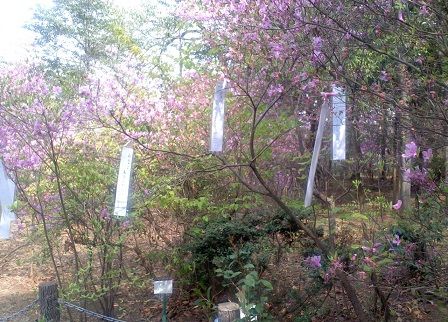 宮山つつじ園 (2)