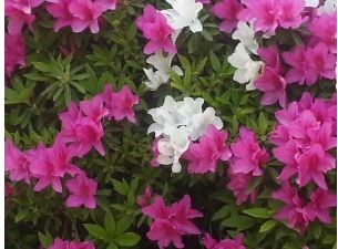 池田市 茶臼山公園2