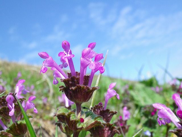 192 ちぅちぅと サツキの蜜を 吸うミカ婆 マイ ジェネレーション公式blog