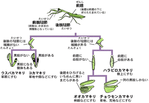 yagai01_10_kamakiri