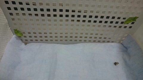 15063242108190