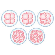 thumbnail_body_cell_juseiran_grade