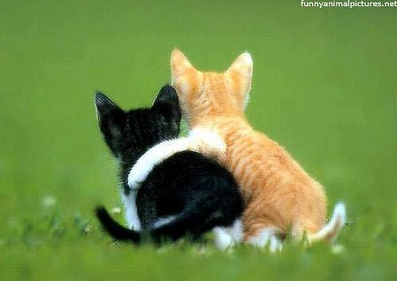 x-kitten-best-friends