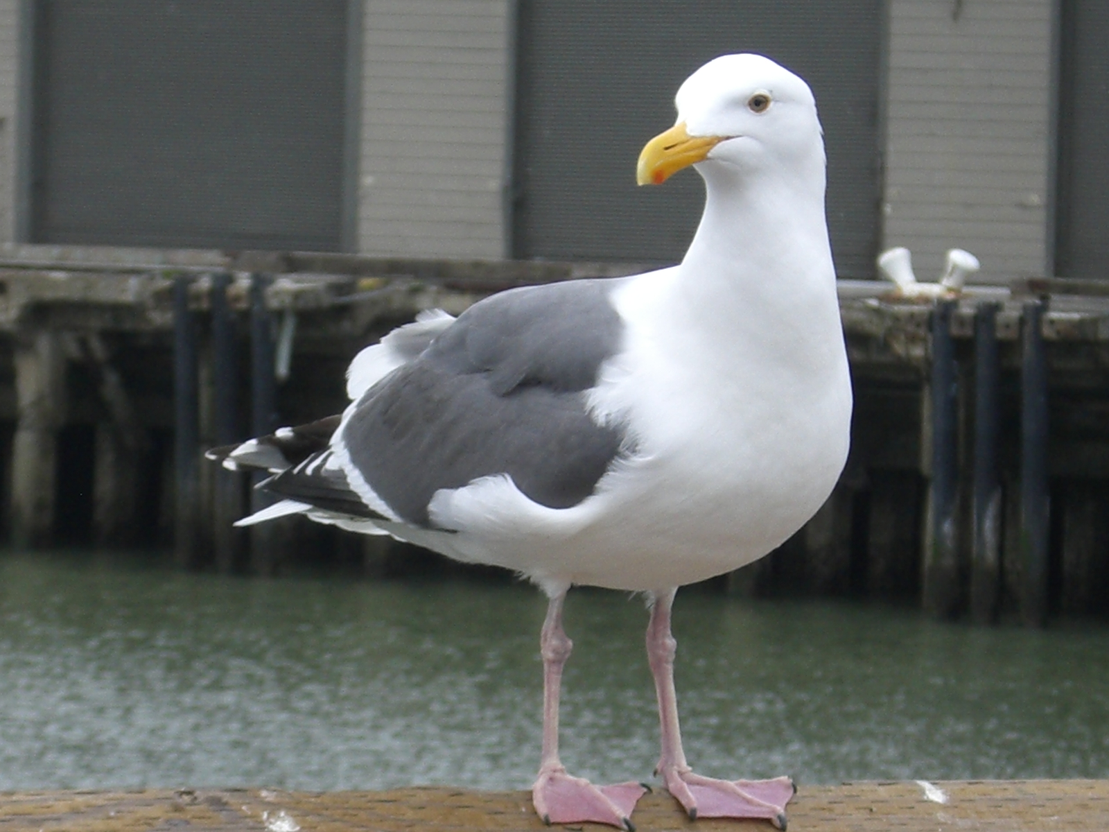 リトルマーメイドの鳥さん 痛快なamerican Lifeのその後