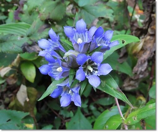 年10月便り191リンドウ Japanese Gentian ロスロリエン便り 年10月便り191リンドウ Japanese Gentian ロスロリエン便り