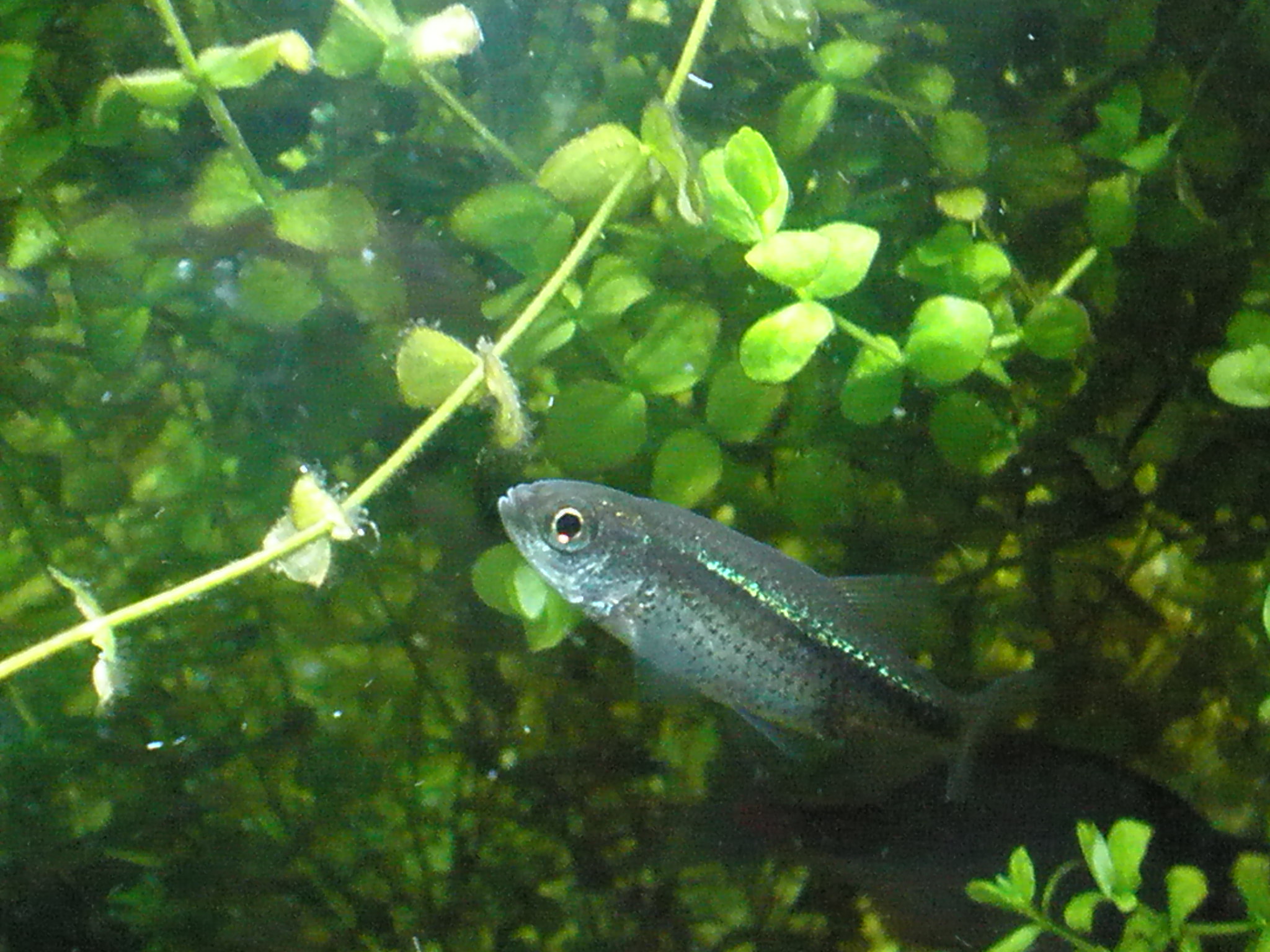 何気に強かったモロコ達 ｍｙ ｌｉｆｅ ｍｙ ｈｏｂｂｙ