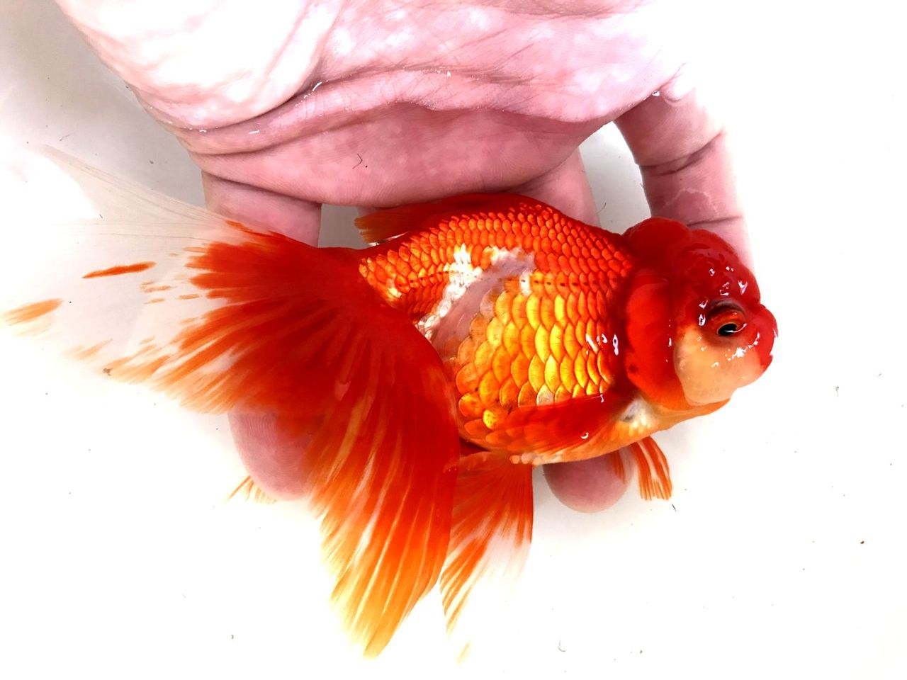 金魚経過観察の続き my life my hobby 金魚経過観察の続き my life my hobby