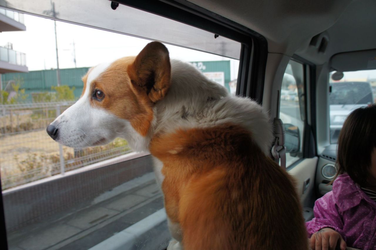 花見がてら 数年振りに犬と公園 ｍｙ ｌｉｆｅ ｍｙ ｈｏｂｂｙ