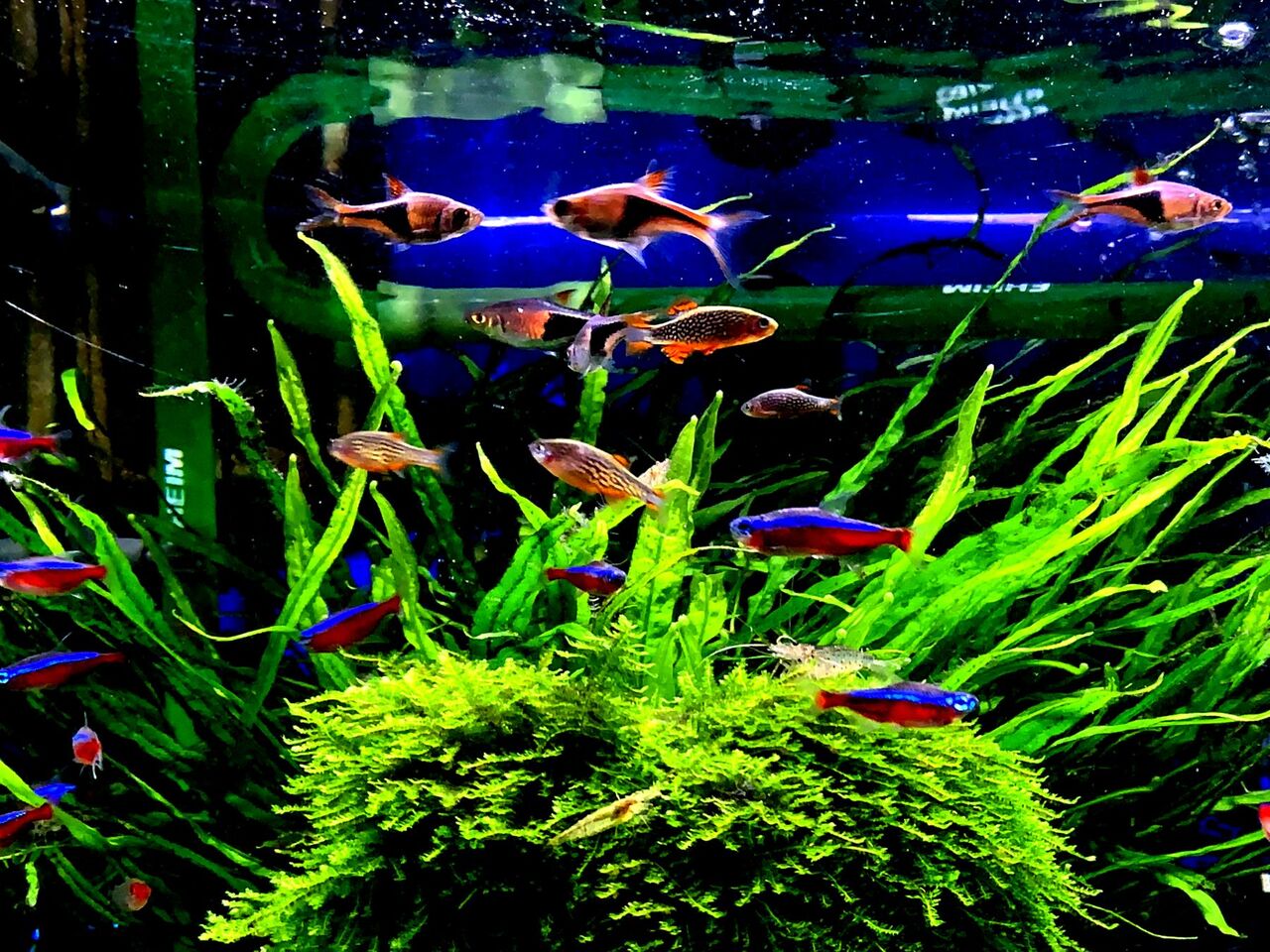 水草 トリミング 水草 トリミング