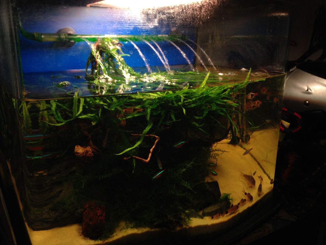 地震から放置された熱帯魚水槽 my life my hobby 地震から放置された熱帯魚水槽 my life my hobby