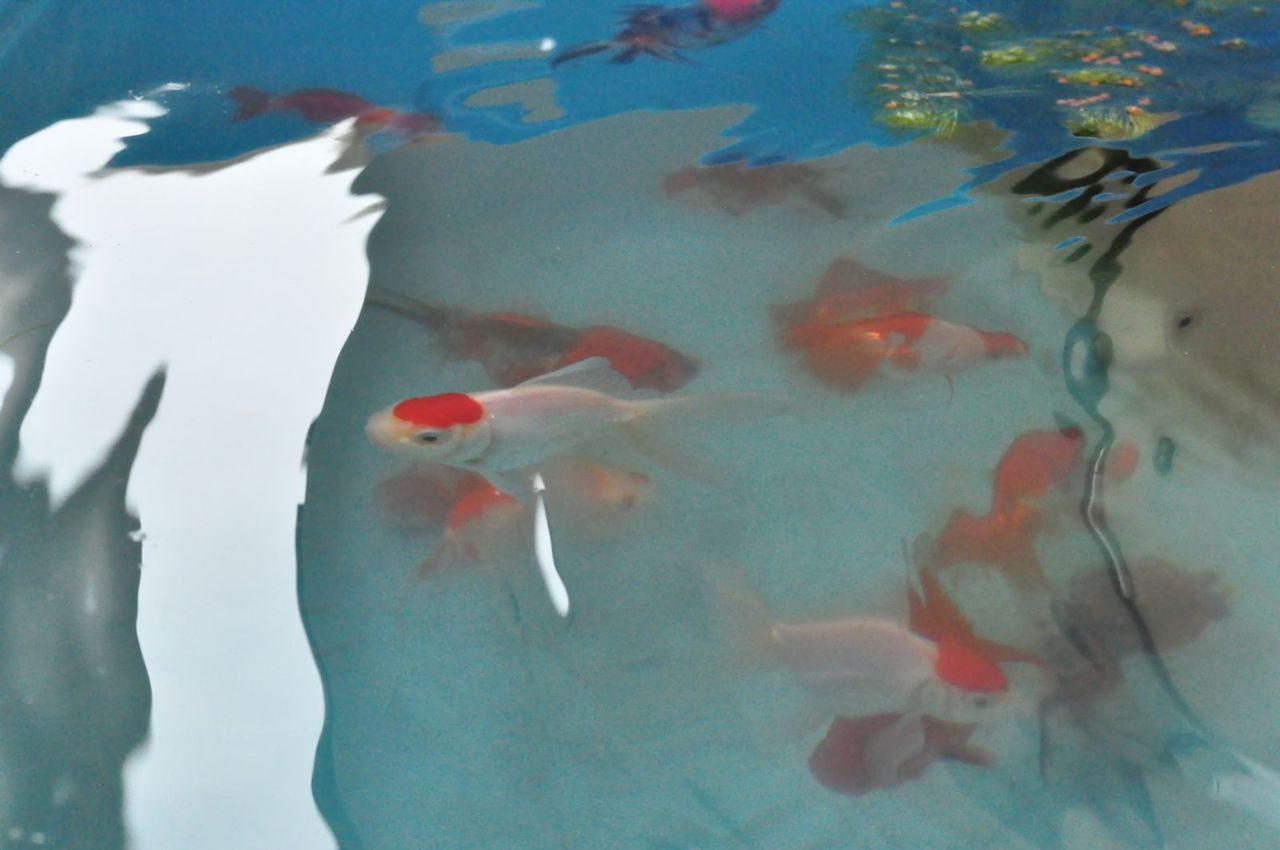 プラ舟設置で金魚飼育スタート my life my hobby プラ舟設置で金魚飼育スタート my life my hobby