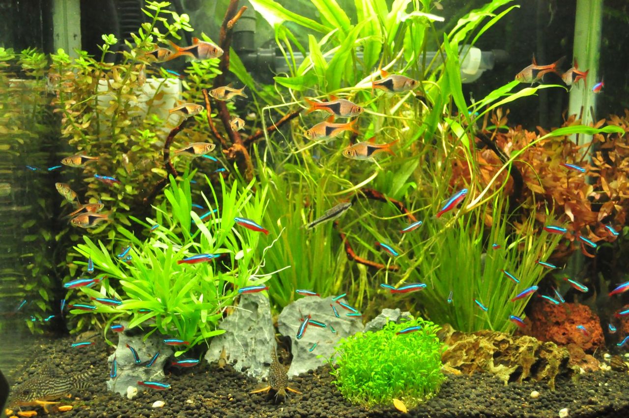 あれからの熱帯魚水槽 : My Life ＆ My Hobby