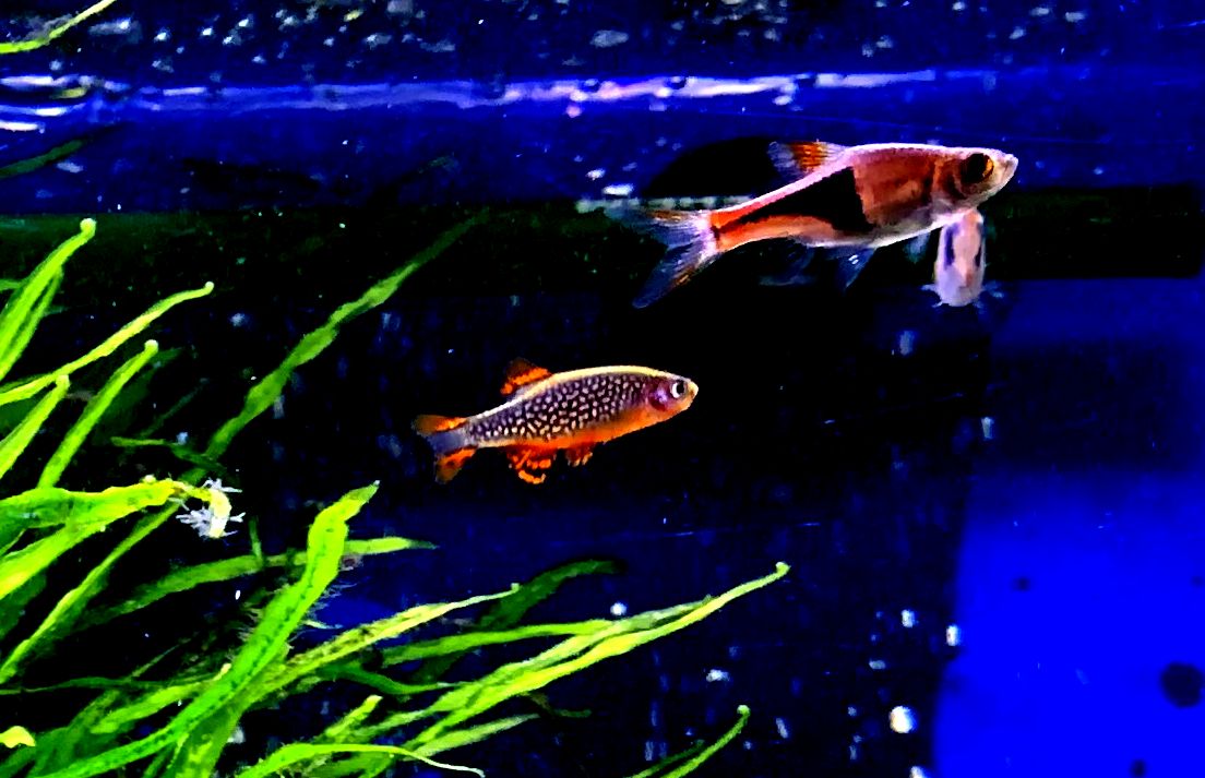 水草トリミングと熱帯魚達 my life my hobby 水草トリミングと熱帯魚達 my life my hobby