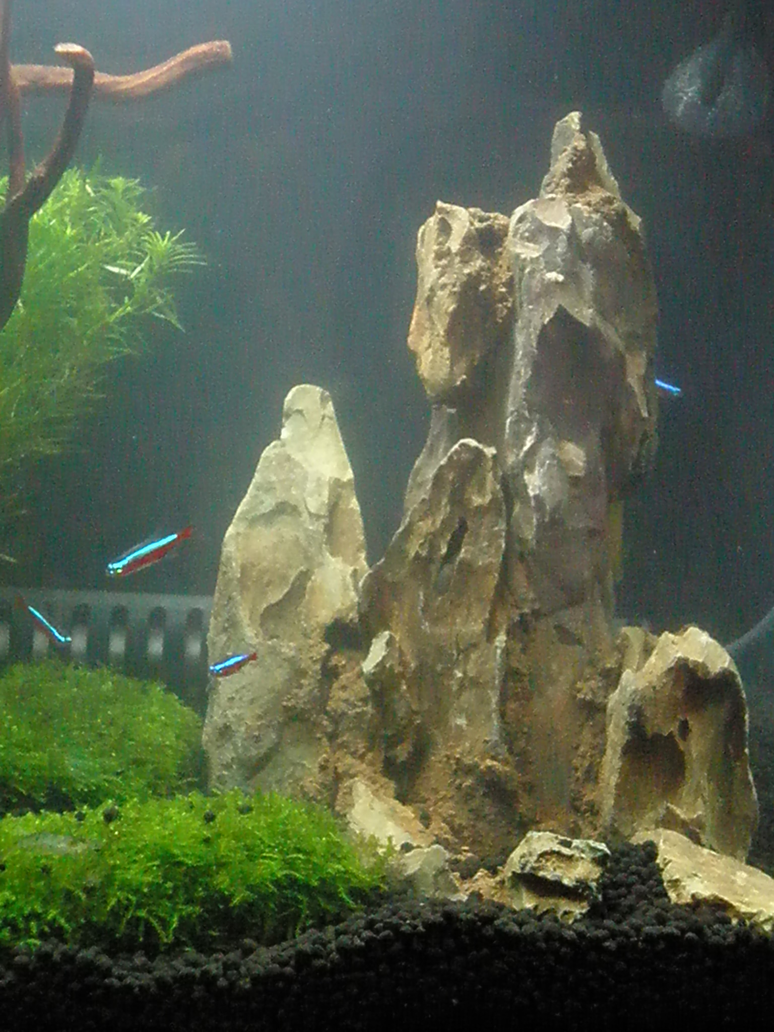 08年12月31日 熱帯魚水槽リメイク ｍｙ ｌｉｆｅ ｍｙ ｈｏｂｂｙ