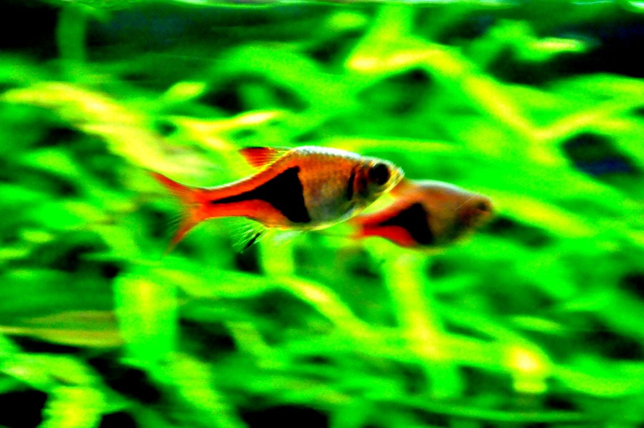 熱帯魚補充 my life my hobby 熱帯魚補充 my life my hobby