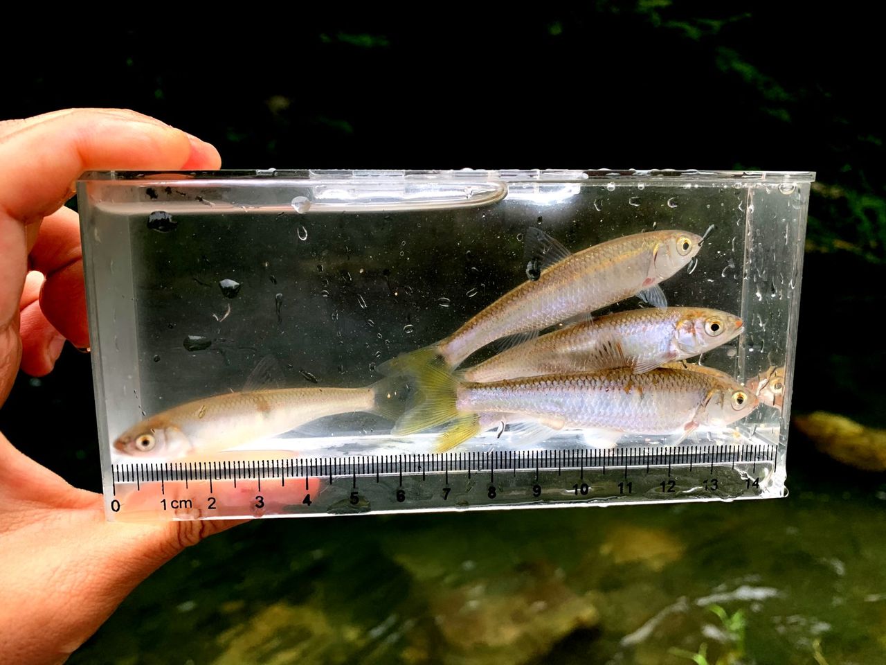 魚は何処へ 槻川編 my life my hobby 魚は何処へ 槻川編 my life my hobby